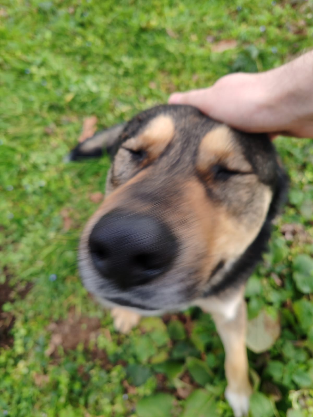 Köpek portresi